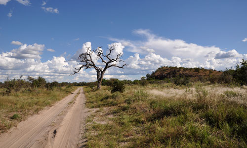 Chobe Landscape